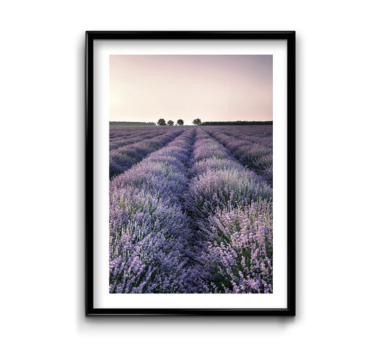 Plakat Lawenda Bury Lis