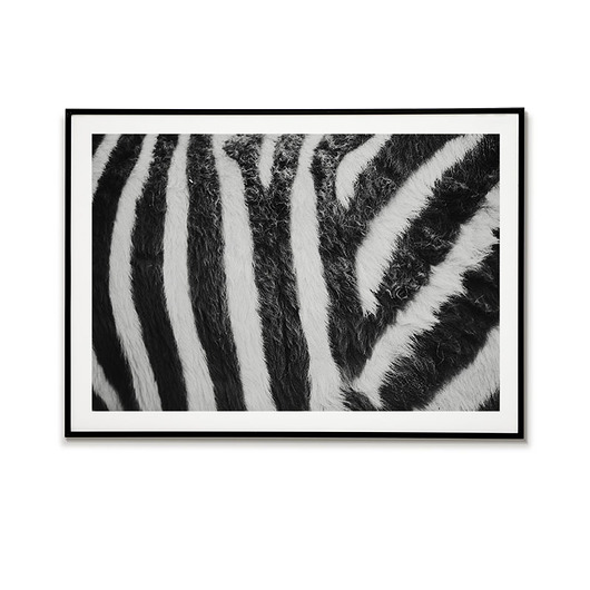 Plakat Zebra-Plakat zwierzę-zwierzęta Bajkowe Obrazki