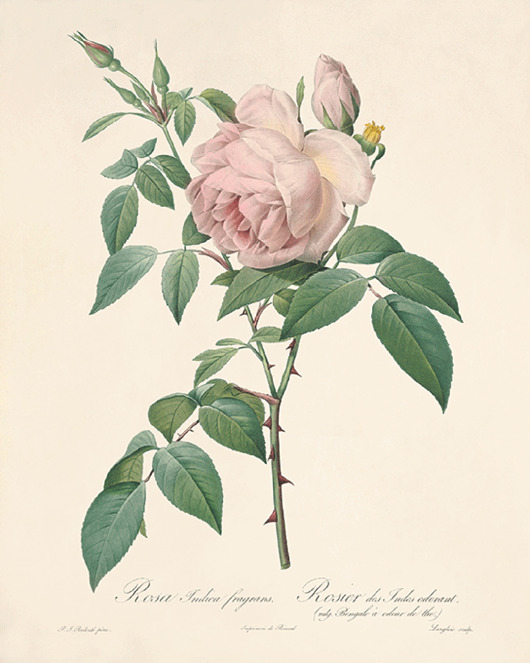 grafiki i ilustracje Róża stara Grafika  Rysunek kwiaty Ilustracja Druk Botaniczny prezent