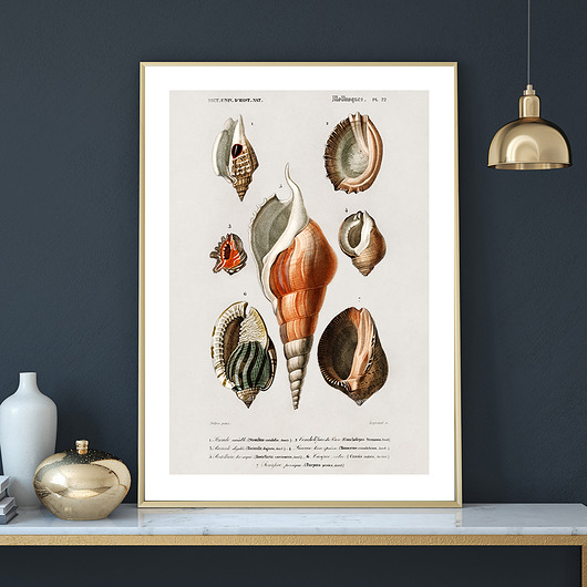 Plakat SEASHELLS no.2 muybien
