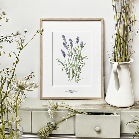 grafiki i ilustracje Lawenda - akwarela art print