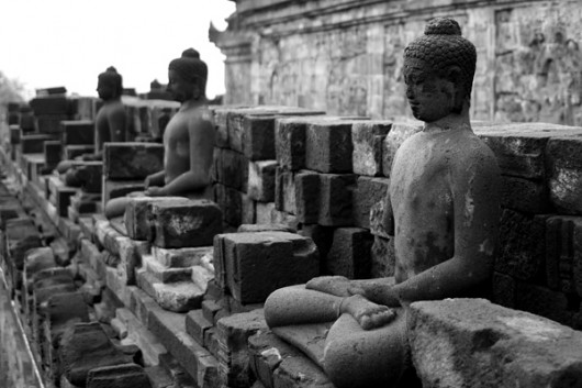 Budda VII Chilli Art