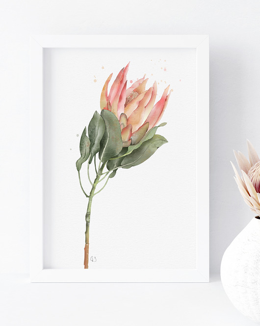 grafiki i ilustracje Protea, grafika, akwarela