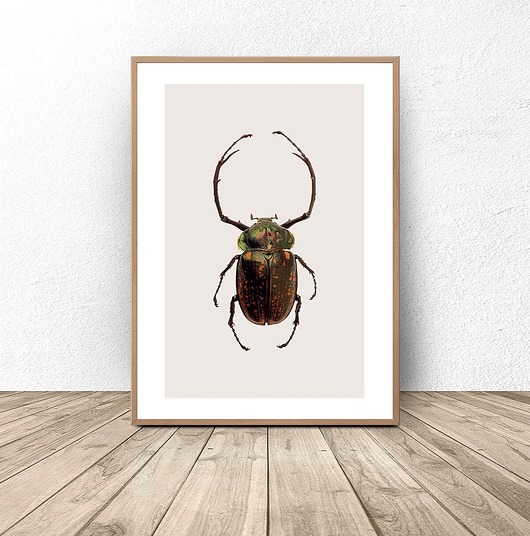 plakaty Plakat na ścianę z zielono-złotym żukiem 50x70 (500mm x 700mm)