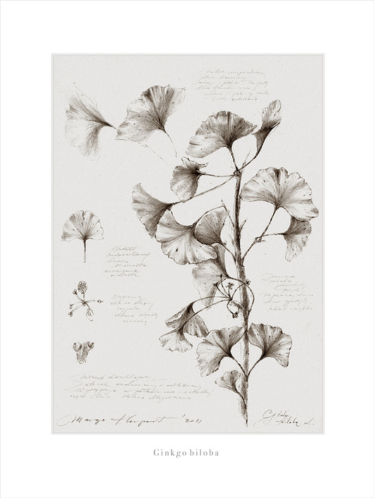 grafiki i ilustracje Ginkgo biloba 50x70 cm