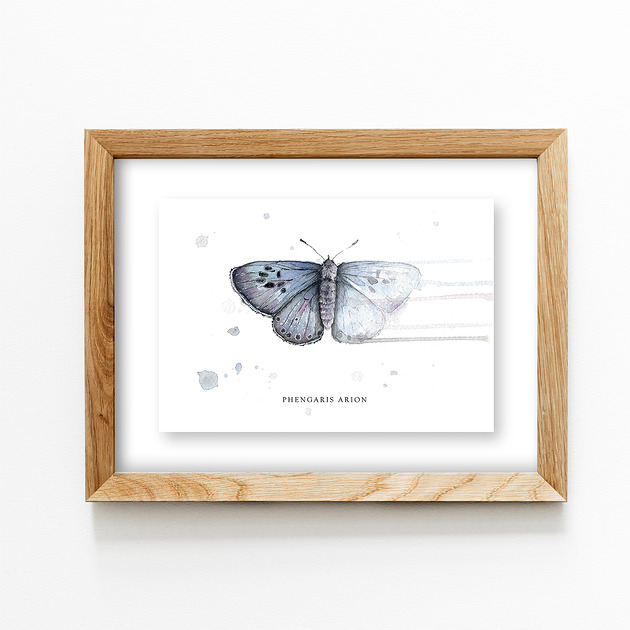 grafiki i ilustracje Motyl, Modraszek arion A4