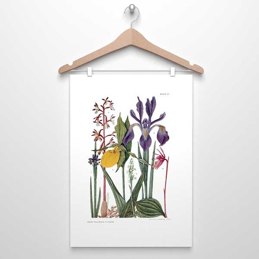 plakaty KWIATY GÓRSKIE  II plakat  A4, A3, 30x40cm