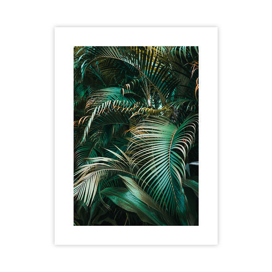 plakaty Liście Palmowe Plakat