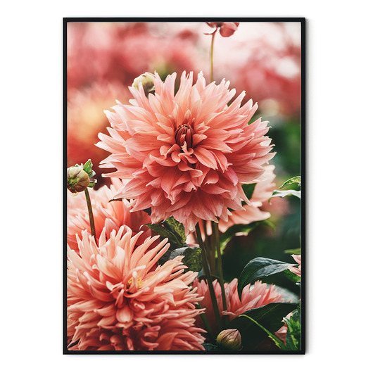 Plakat botaniczny Dalie no. 1  myscandi