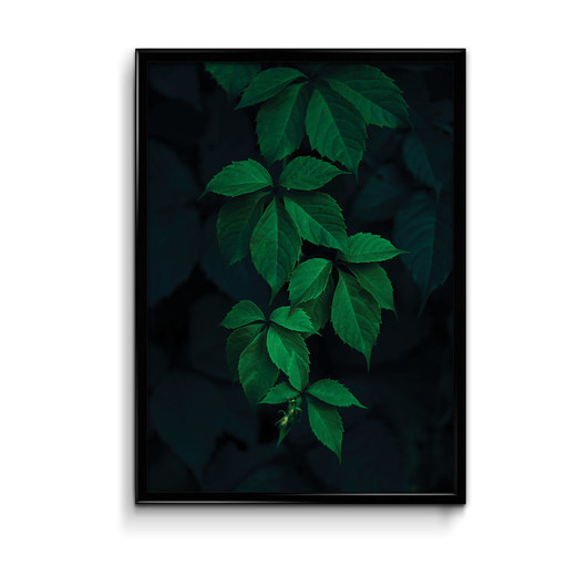 Bluszcz plakat botaniczny Bury Lis