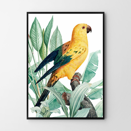 Plakat Żółta papuga  HOG STUDIO