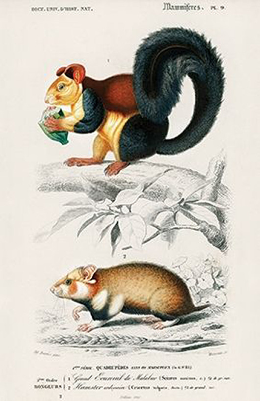 plakaty Wiewiorka-i-chomik-plakat-rycina