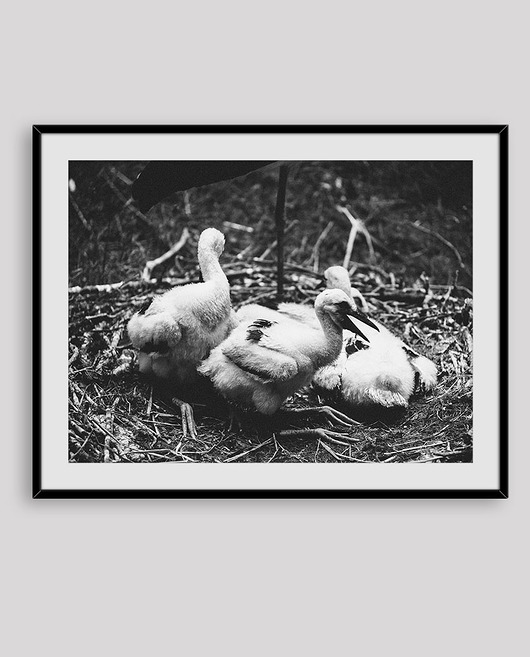 MŁODE BOCIANY obraz do ramki plakat foto LIMIT Bajkowe Obrazki