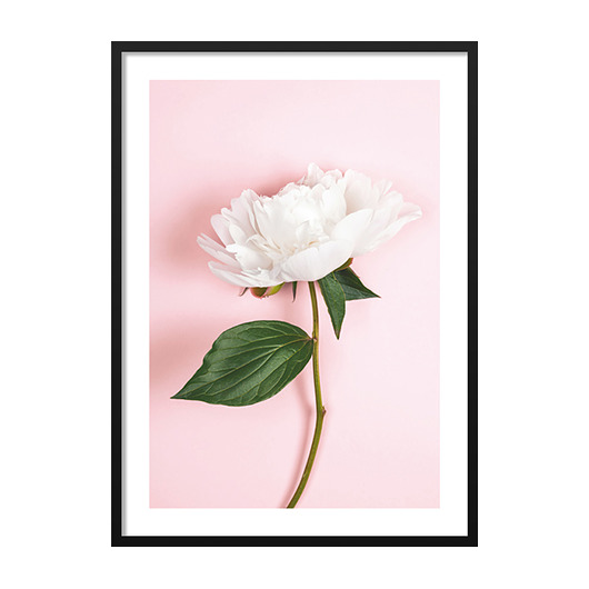 WHITE FLOWER ON PINK, POSTER - Różne rozmiary mermer