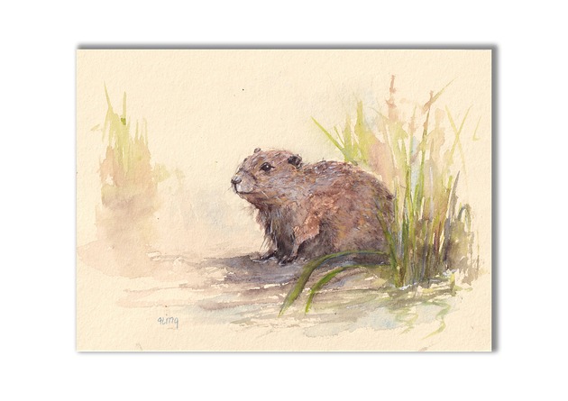 grafiki i ilustracje Świstak/ Bóbr. Akwarela ręcznie malowana