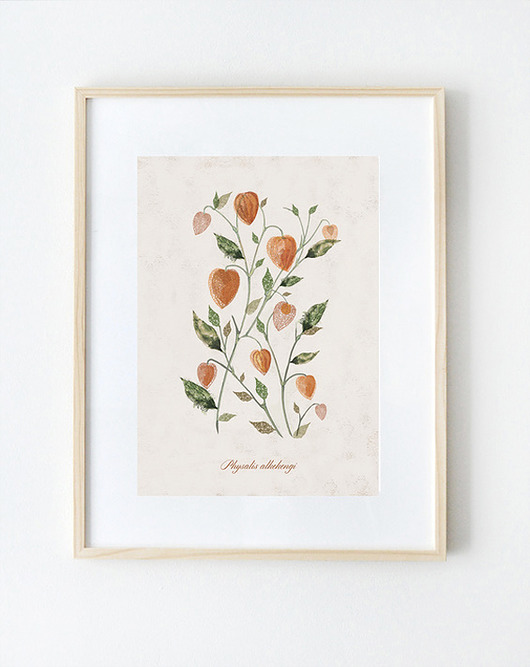 Plakat MIECHUNKA ROZDĘTA(PHYSALIS ALKEKENGI)A3 Anita Tomala