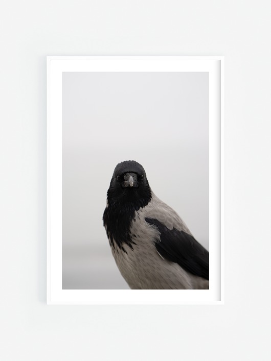 fotografia Ptak