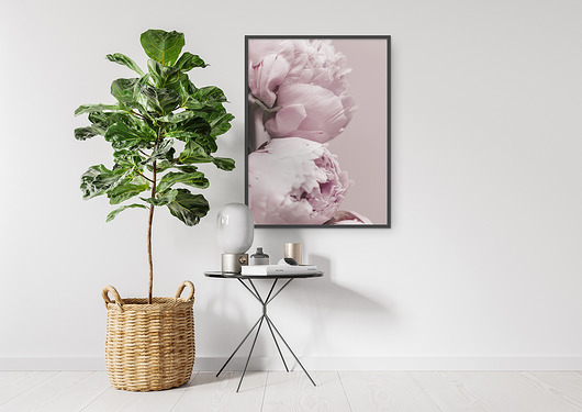 Plakat botaniczny Piwonie Pas De LArt