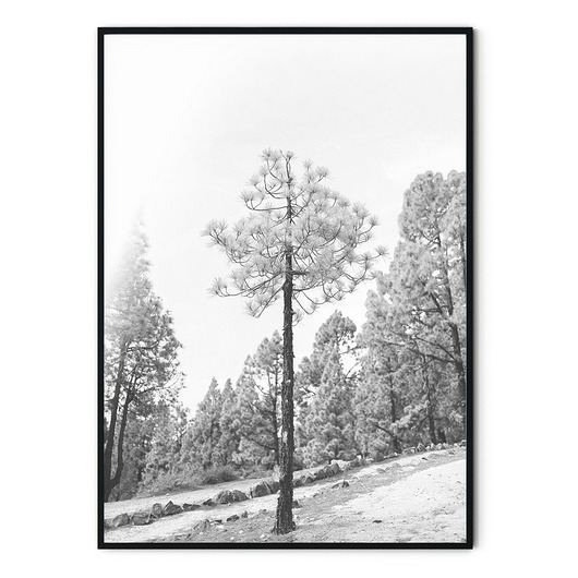 Plakat botaniczny Drzewo  myscandi