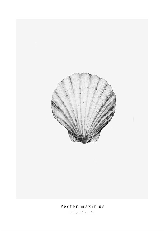 plakaty Przegrzebek   print 50x70 cm