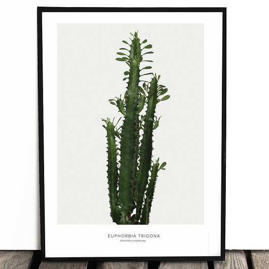 Botaniczny plakat WILCZOMLECZ format A3 Lawendowy Bazar