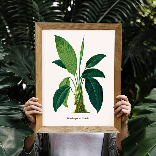Plakat botaniczny Rhodospatha Blanda trochę na ścianę