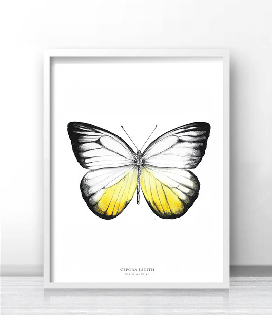 Motyl Cepora judith - Plakat glicee print Karolina Kijak