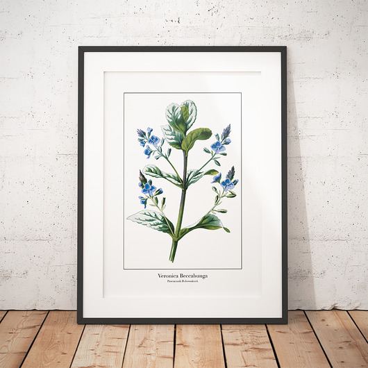 Plakat botaniczny Przetacznik Bobowniczek trochę na ścianę