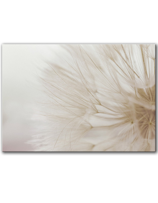 obrazy 100x70 cm Dmuchawiec w beżach na płótnie (1-0402)