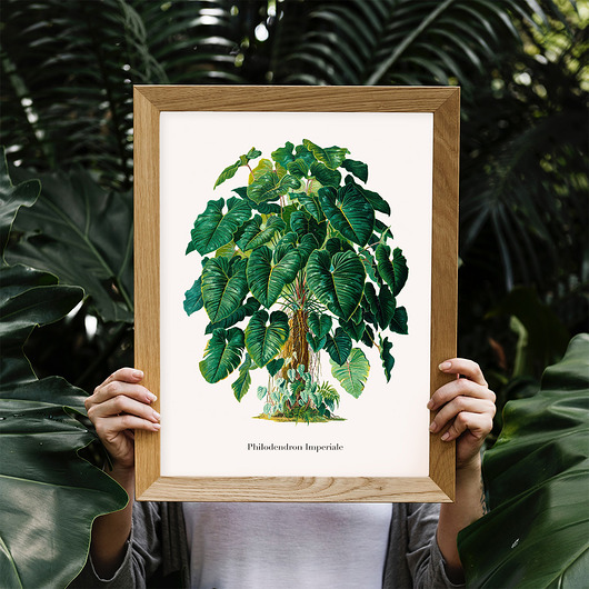 Plakat botaniczny Philodendron Imperiale 2 trochę na ścianę