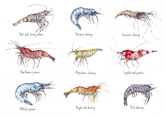 grafiki i ilustracje Krewetki- Prawns- Grafika- Ilustracja- Plakat