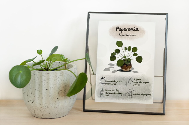 grafiki i ilustracje Instrukcja roślinna: PEPEROMIA Peperomioides (pieniążek)