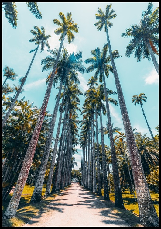 plakaty Plakat "Palmy w Rio De Janerio"