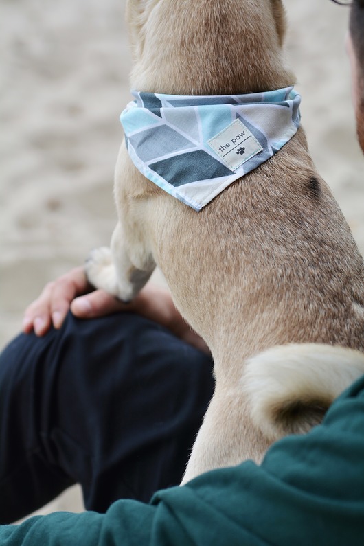 psia bandanka BLUE pastel colada the paw