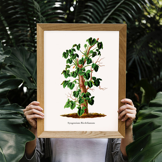 Plakat botaniczny Syngonium Riedelianum trochę na ścianę