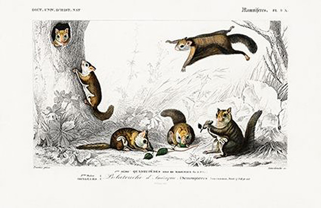plakaty Assapan-latajace-wiewiorki-plakat-rycina