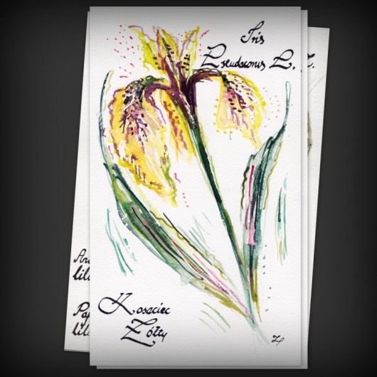 Iris Pseudocorus L. czyli Kosaciec Żółty Camariera