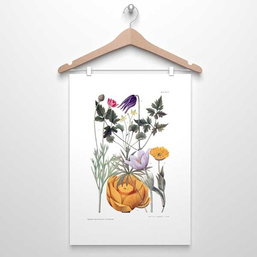plakaty KWIATY GÓRSKIE  III plakat  A4, A3, 30x40cm