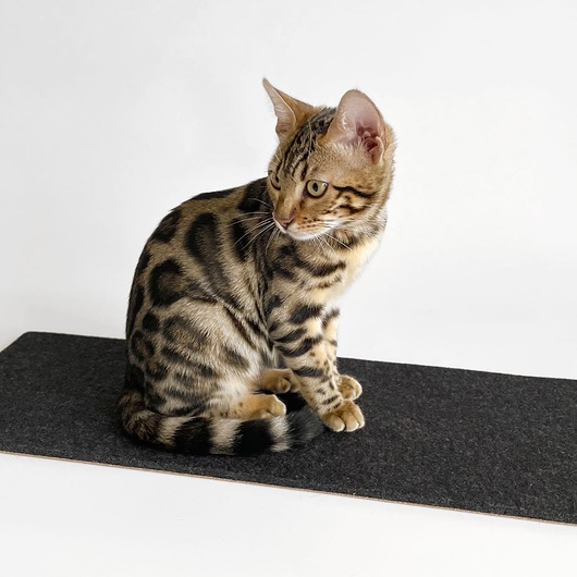 legowiska dla psów i kotów Parapeciak, Legowisko dla kota na parapet - Lana - Antracytowy Filc Wełniany