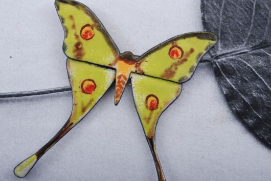 Argema mimosae  &#8211; broszka Dorota Oyrzanowska