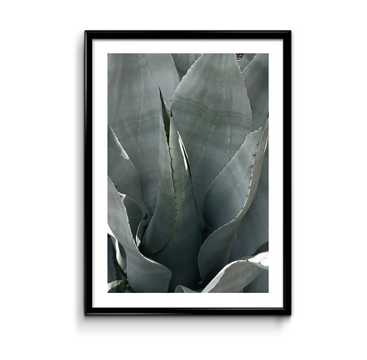 Agave - plakat  Bury Lis