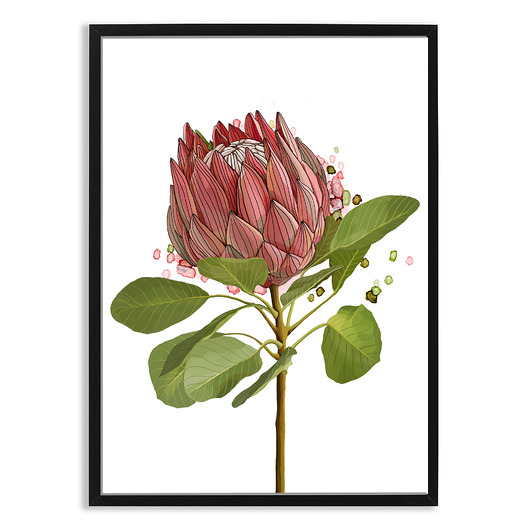 plakaty PLAKAT (poster) KWIAT PROTEA