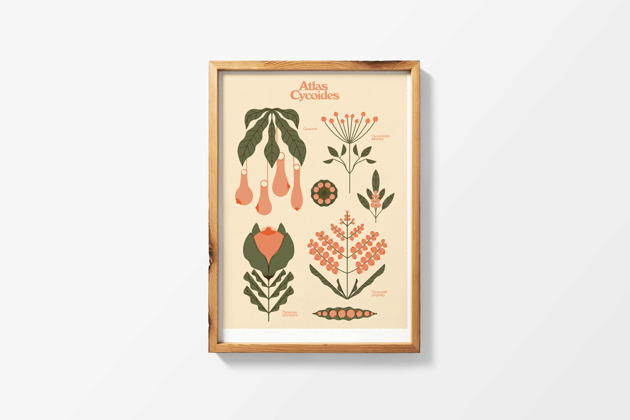 Atlas Cycoides x print Justyna Frąckiewicz
