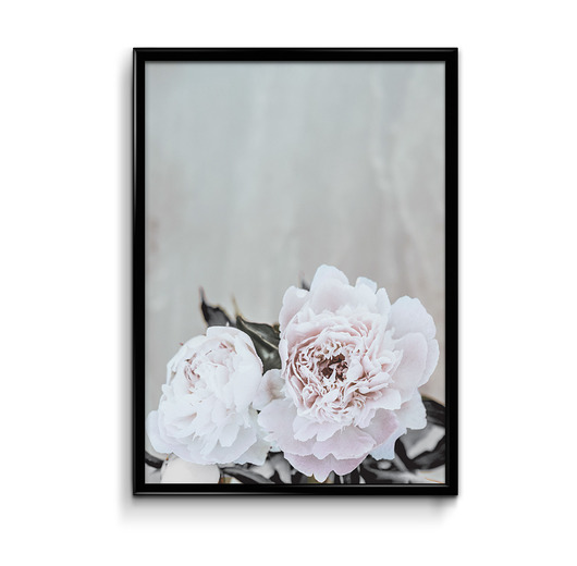 Plakat Piwonie 30x40 Bury Lis