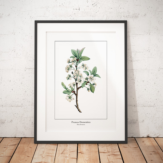 Plakat botaniczny Śliwa Domowa trochę na ścianę
