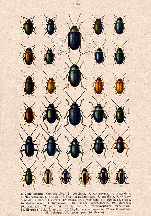 plakaty Plakat owady-rycina-z-ksiazki-x
