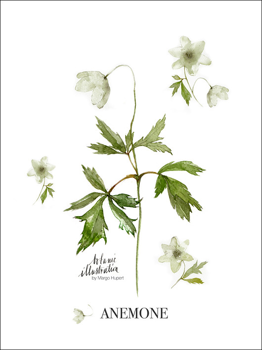 Anemone , print | 30x40 cm Margo Hupert