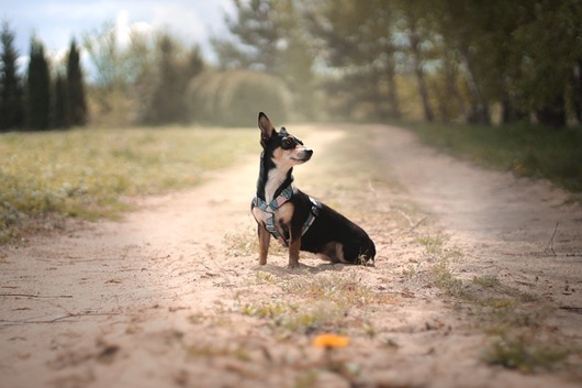 Szelki typu guard Spirits of Mandala-blue Lets Woof