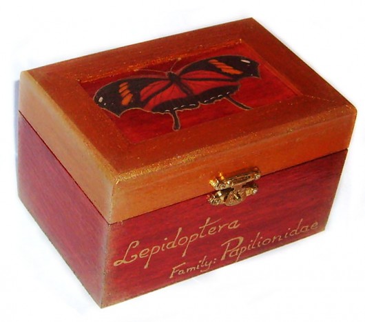 Lepidoptera MOLLIK