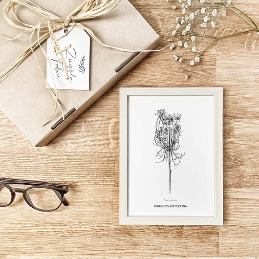 grafiki i ilustracje Dzika marchew - grafika botaniczna w oprawie